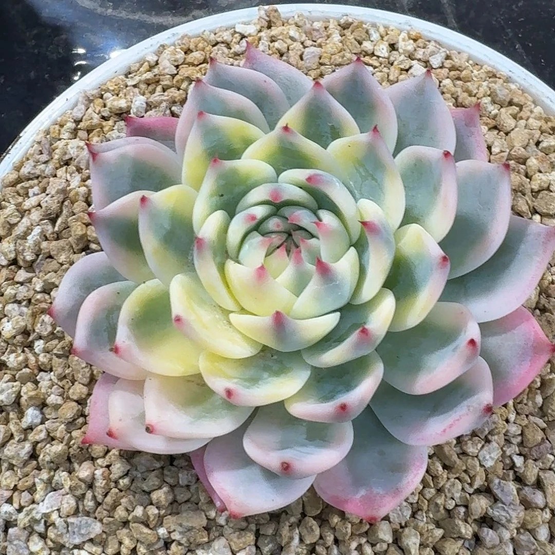 吉娃娃锦一物一拍