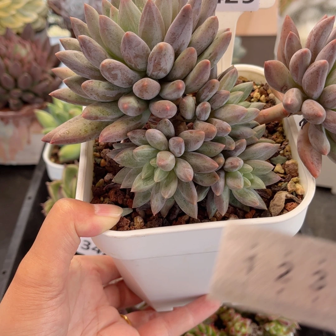 多肉植物3429 一定要拍个冷链哦
