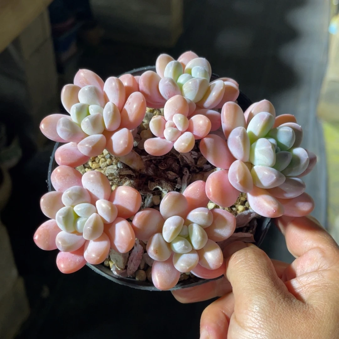 香水奶 一物一拍不支持退换