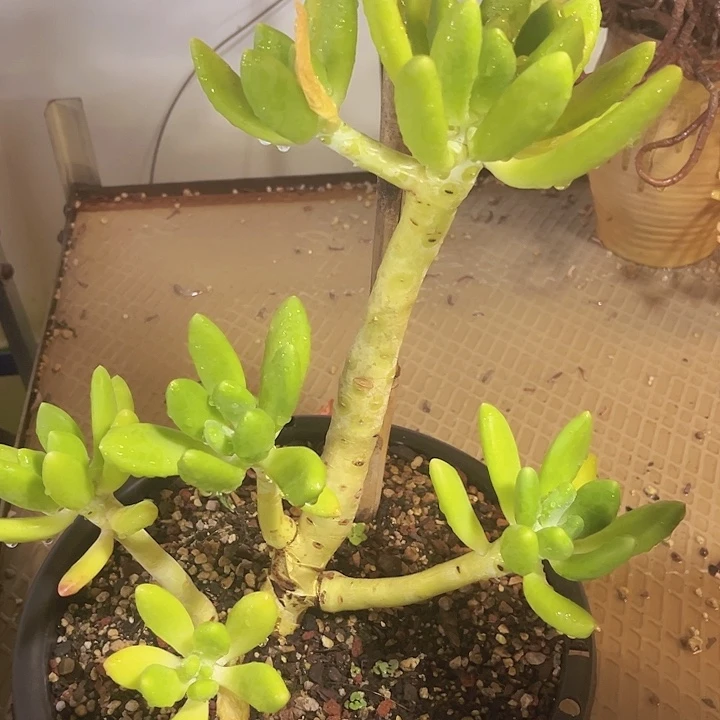 金蝉1151多肉植物