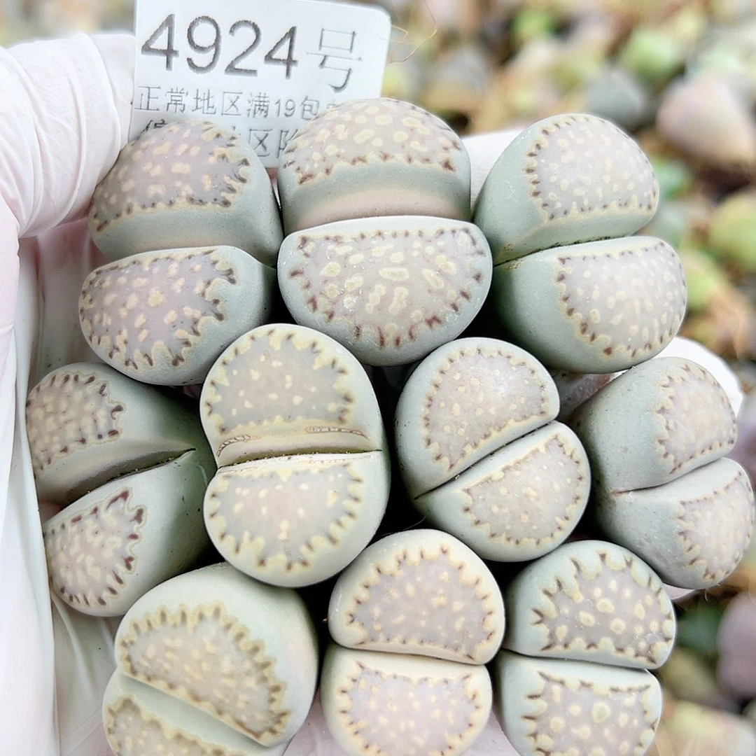 4924五年巨无霸饼干10个2.5-3cm