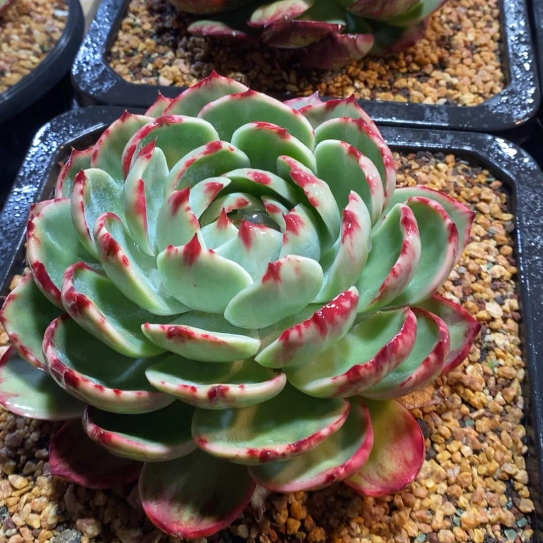 兔***子惊鸿仙子一物一拍