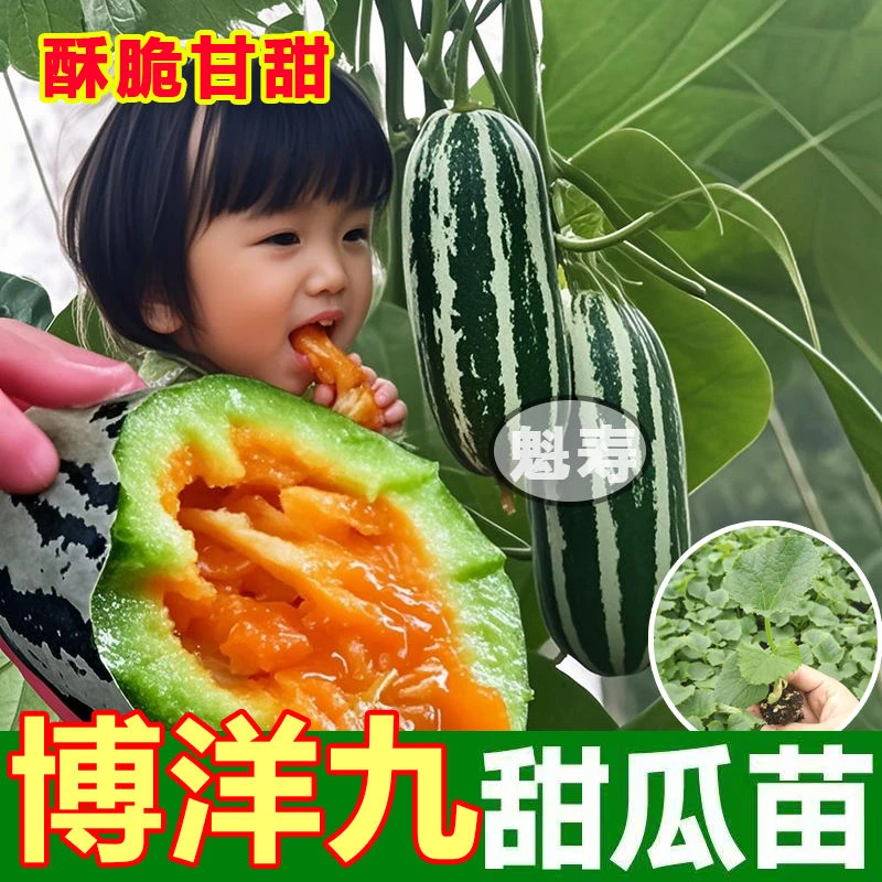 四季超甜博洋九甜瓜秧苗带土球甘甜羊角蜜绿宝石甜瓜种子盆栽寿光