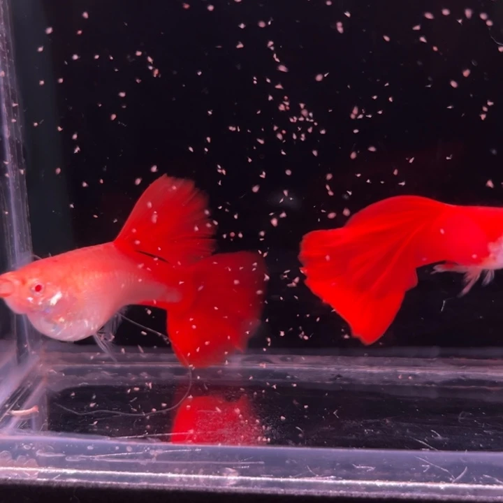 孔雀鱼美系大背血红种鱼1对
