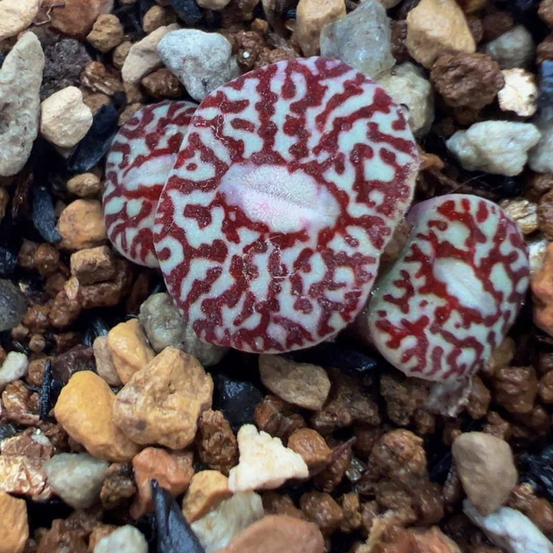 391多肉植物百科知识