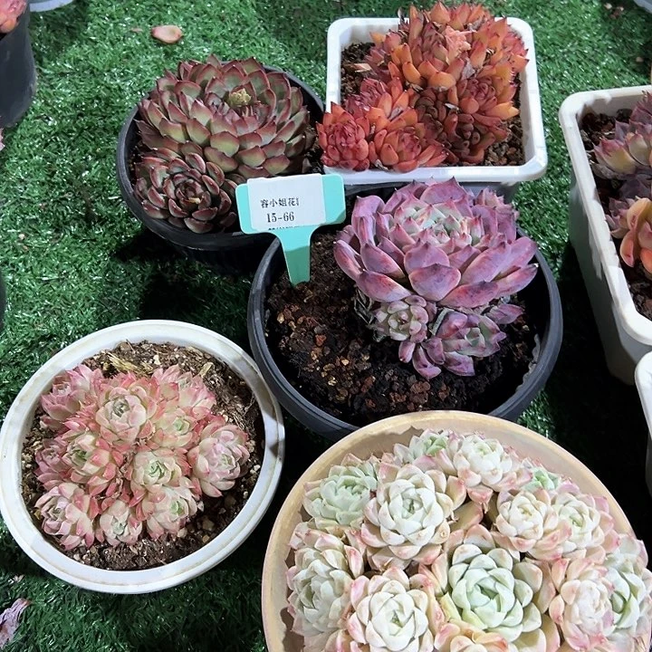 15.66一筐多肉植物