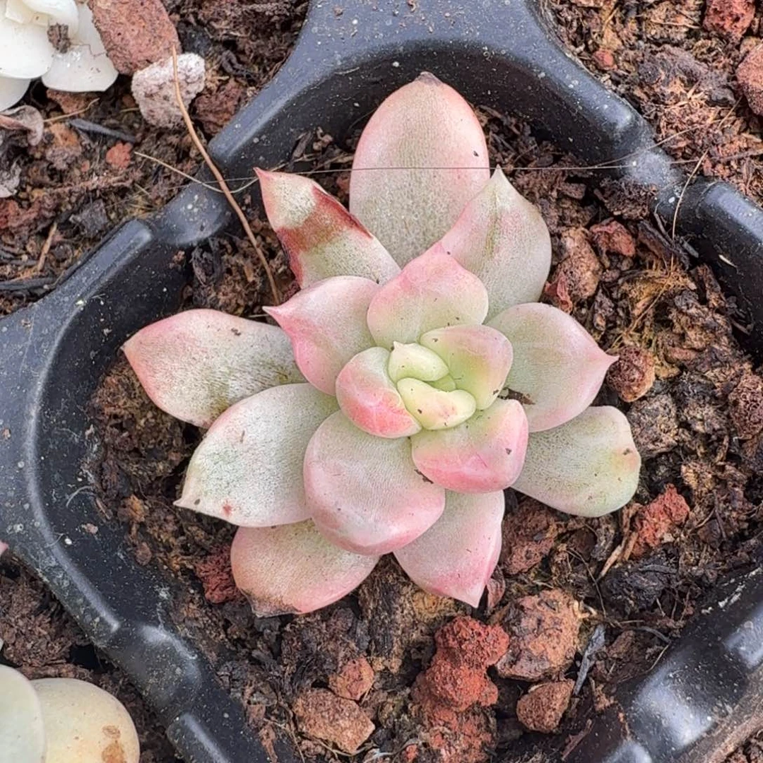 珍妮锦彩锦腹欧你锦