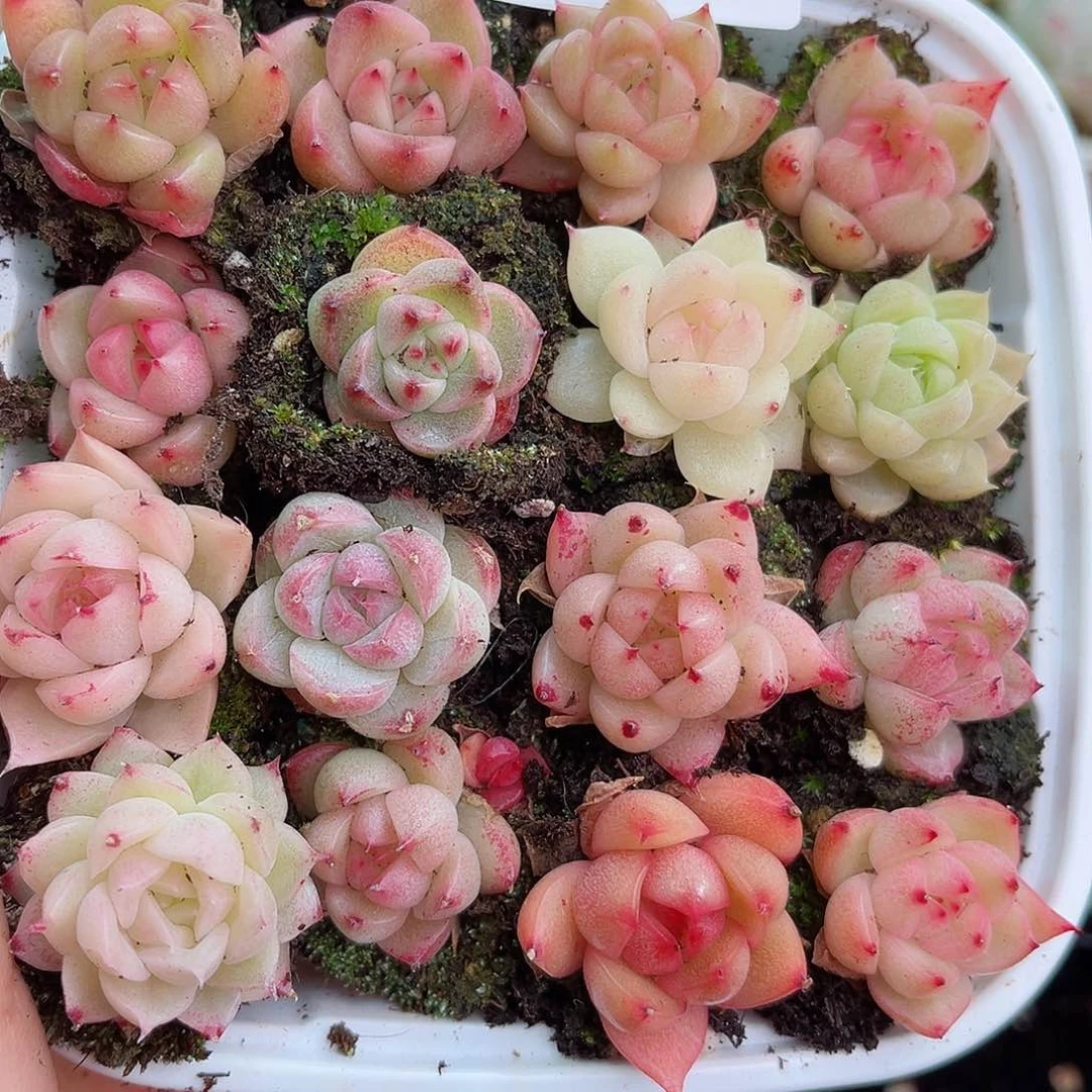 1-309 新疆西藏内蒙不发12.8包邮23公分多肉