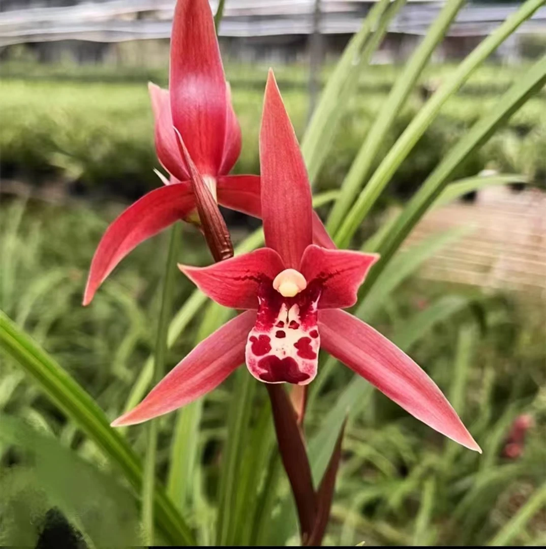 万紫千红带花苞  老品种 转色花 好养浓香花期久 新手推荐