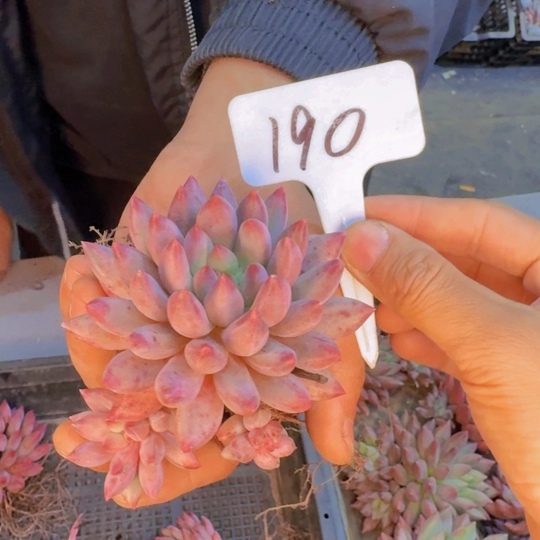 多肉植物的生长发育与