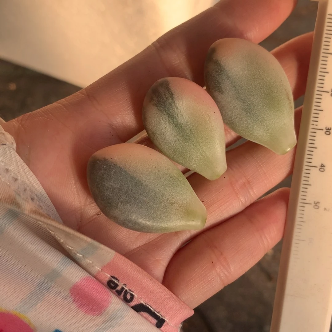 3片不售后不带发根