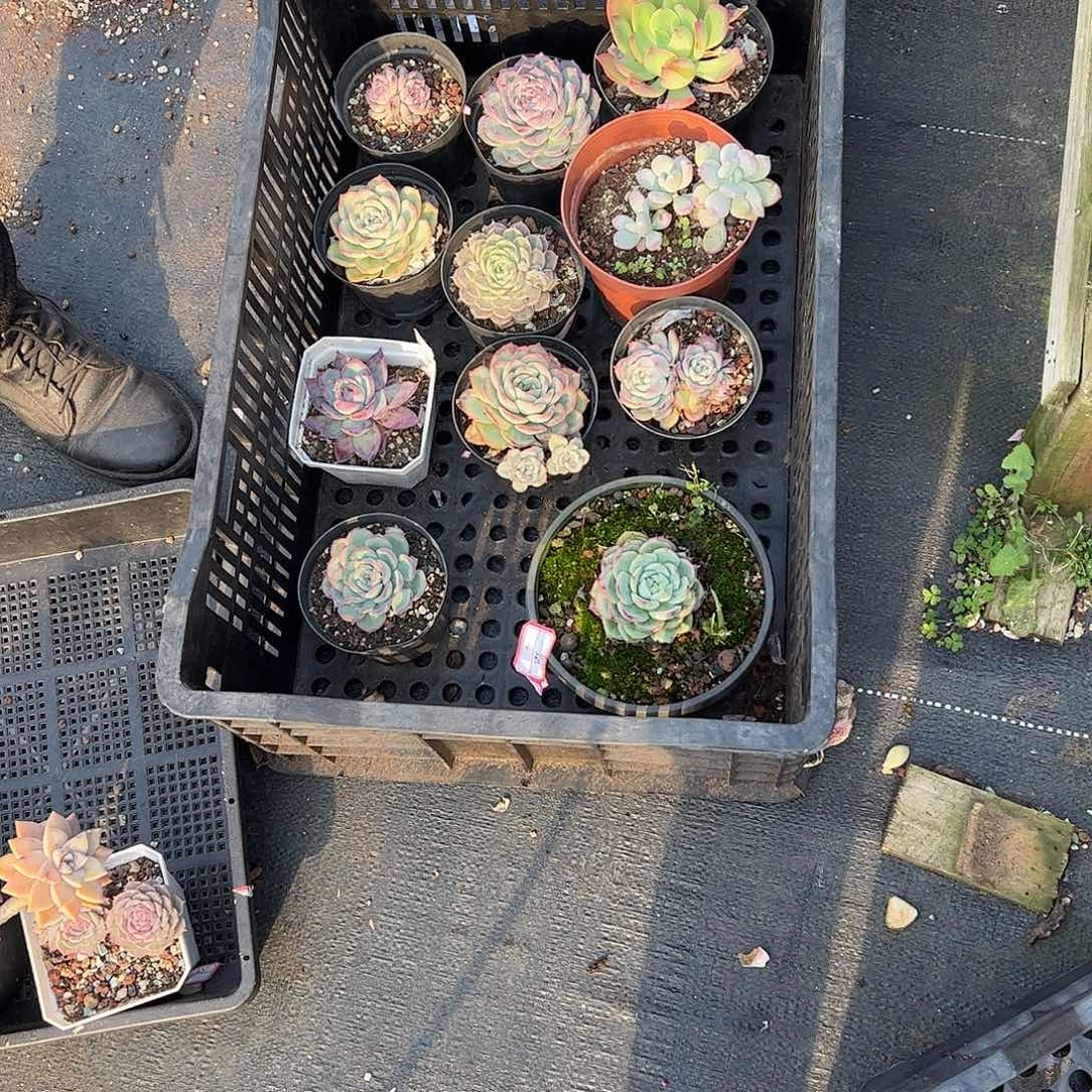 一***姐11颗小老桩多肉脱土