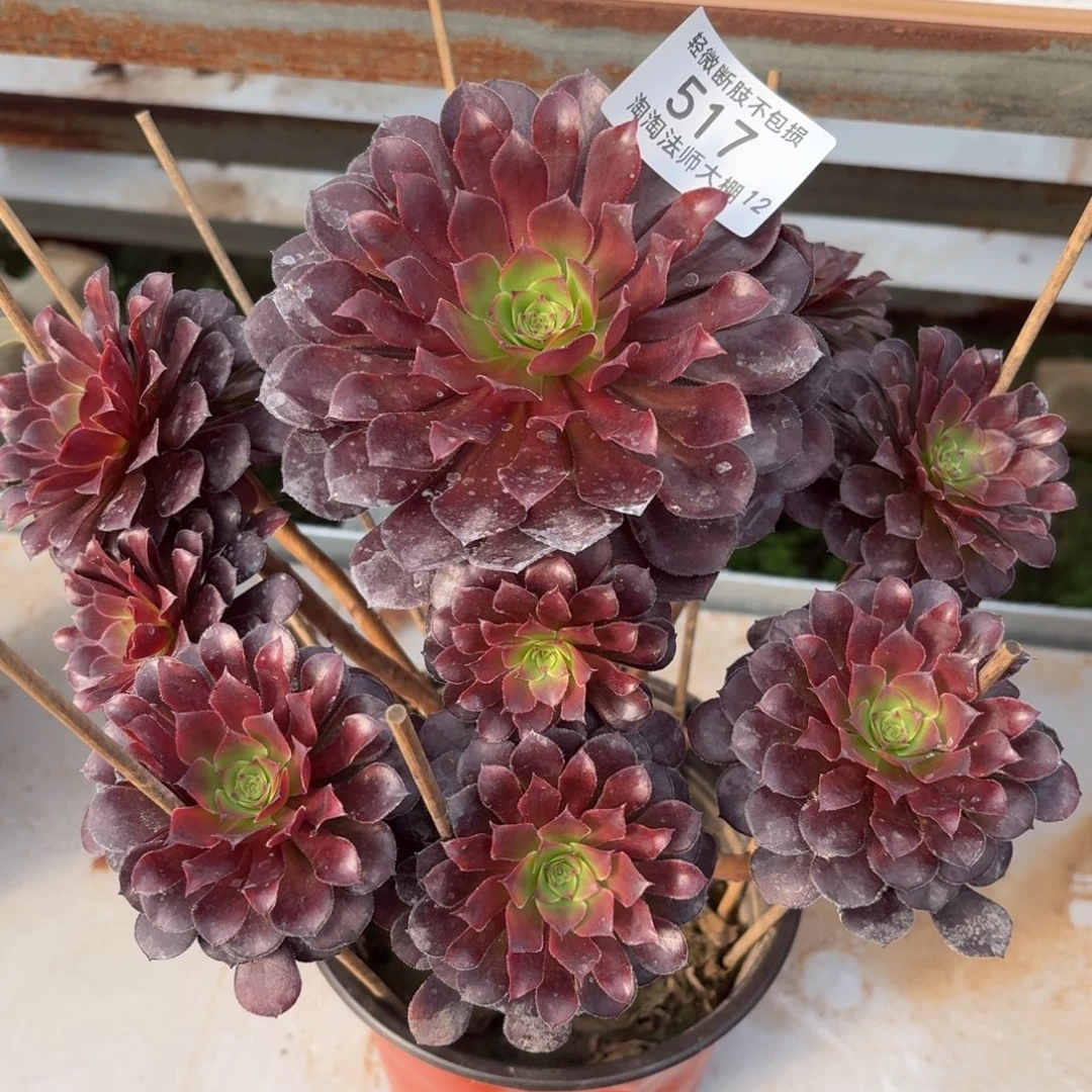 517黑铜壶多肉植物法师