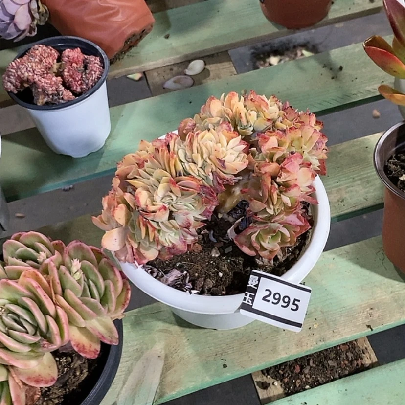 【闪购商品】多明戈缀2995