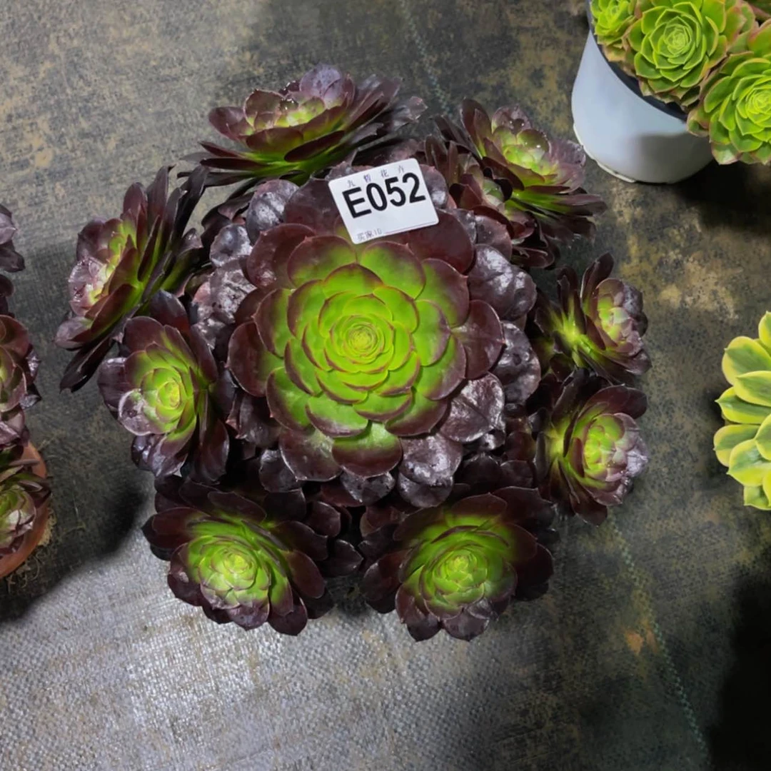 【闪购商品】05200