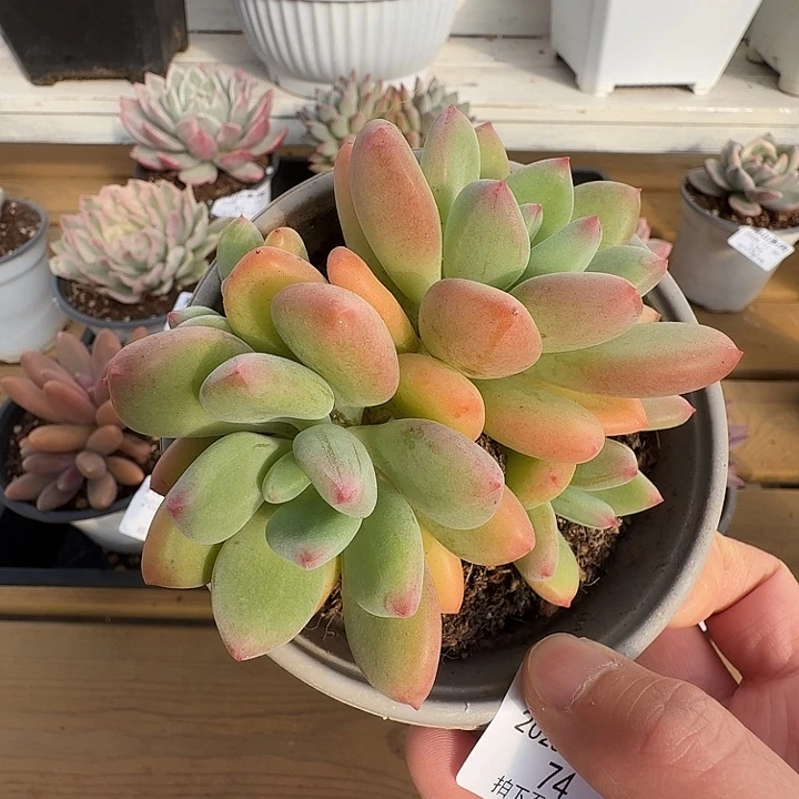 清新美人1111130-74