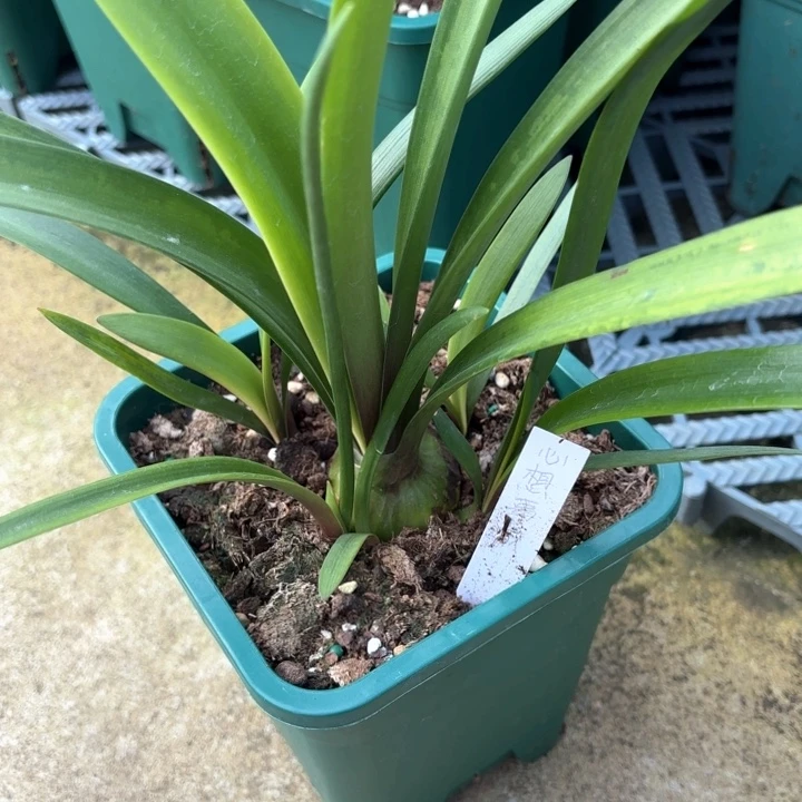 无花朵心想事成4厘米坨不带盆