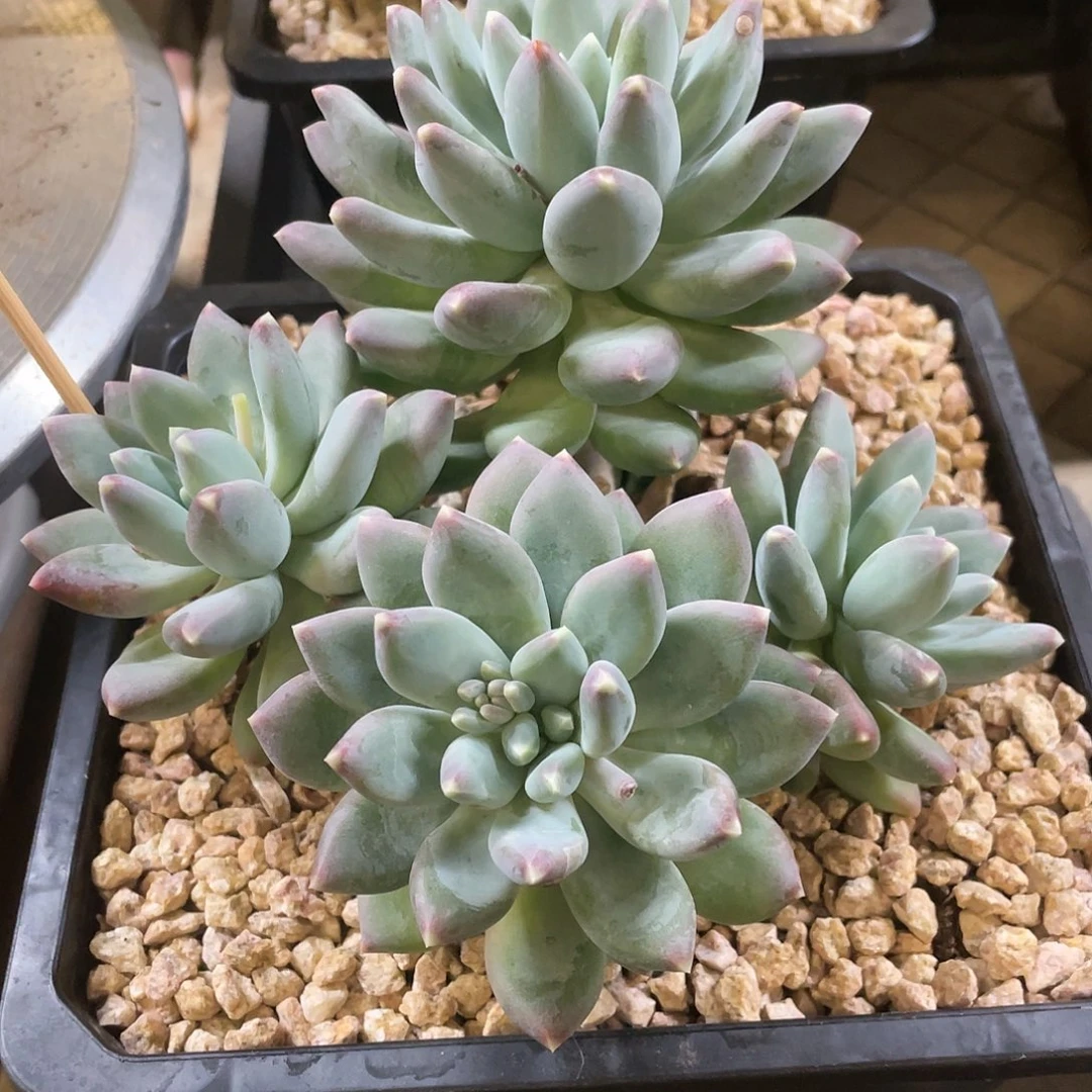 多肉植物的生长发育与生长