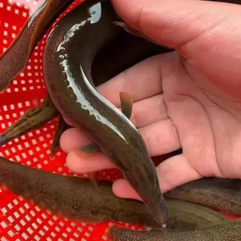 M豹鱼仔  耐活易养  鲜活淡水鱼