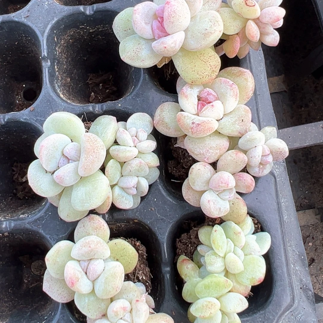 冰玉石化群到手1颗 大小4cm 量拍多肉满18包邮