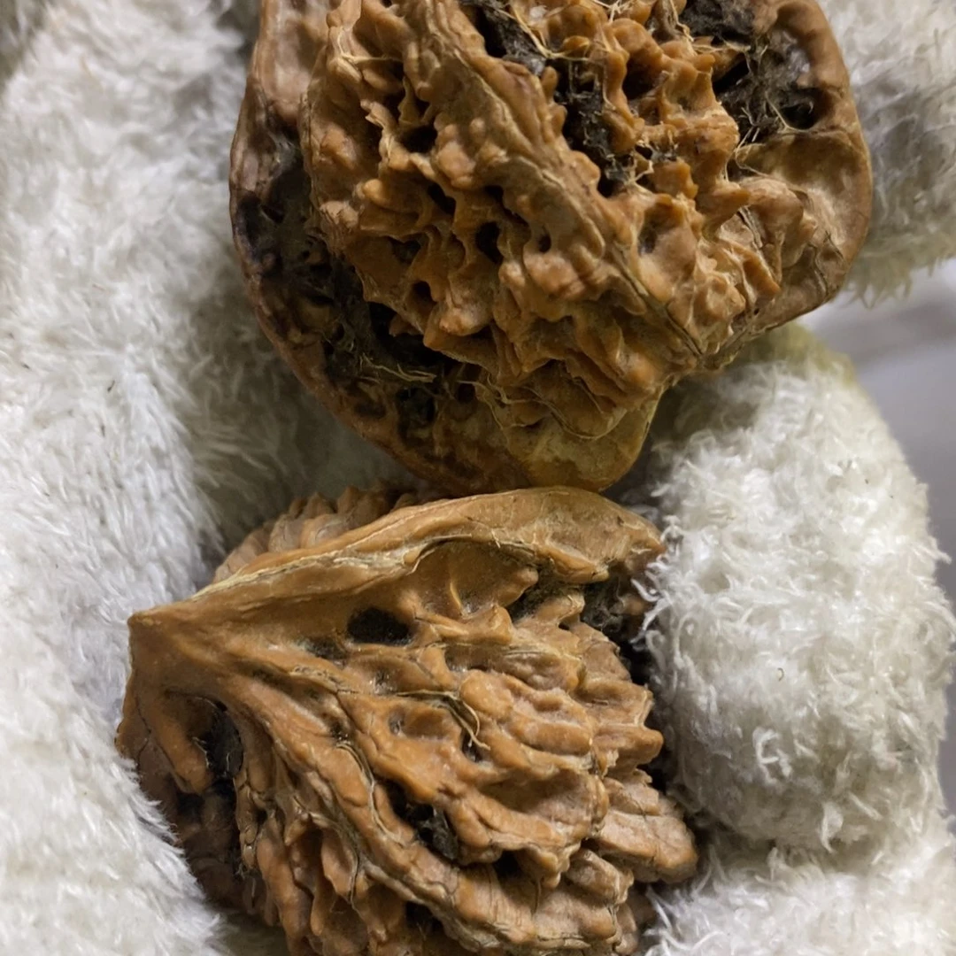 l***y秦岭森林中发现两条