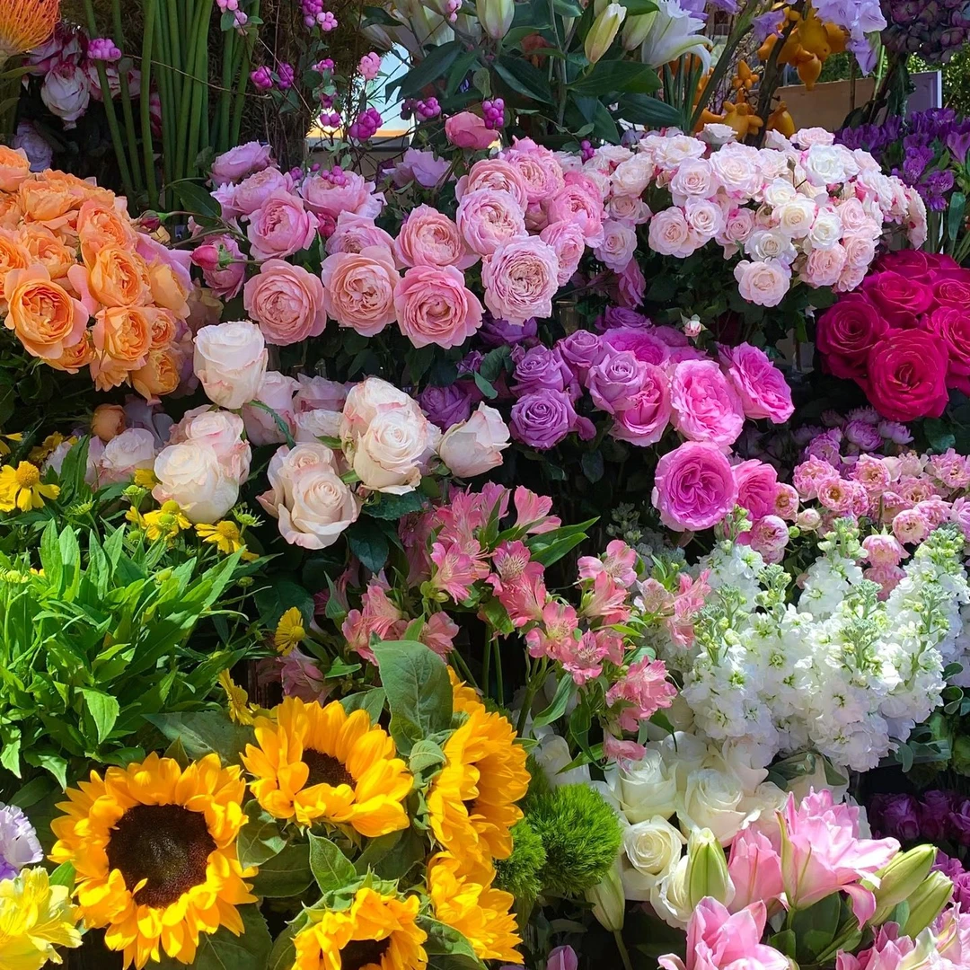 【一单不售后|油画小菊】新手友好 鲜花自由  鲜切花 基地直发