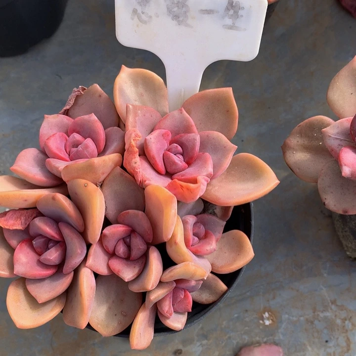 多替自己误737272727