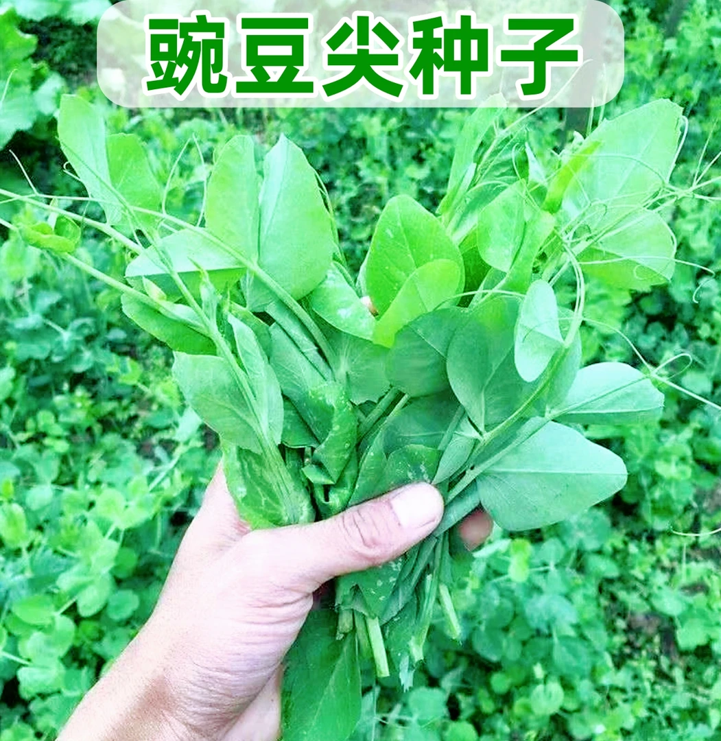 【豌豆尖种子】家庭阳台小院四季种植盆栽地栽易种易活