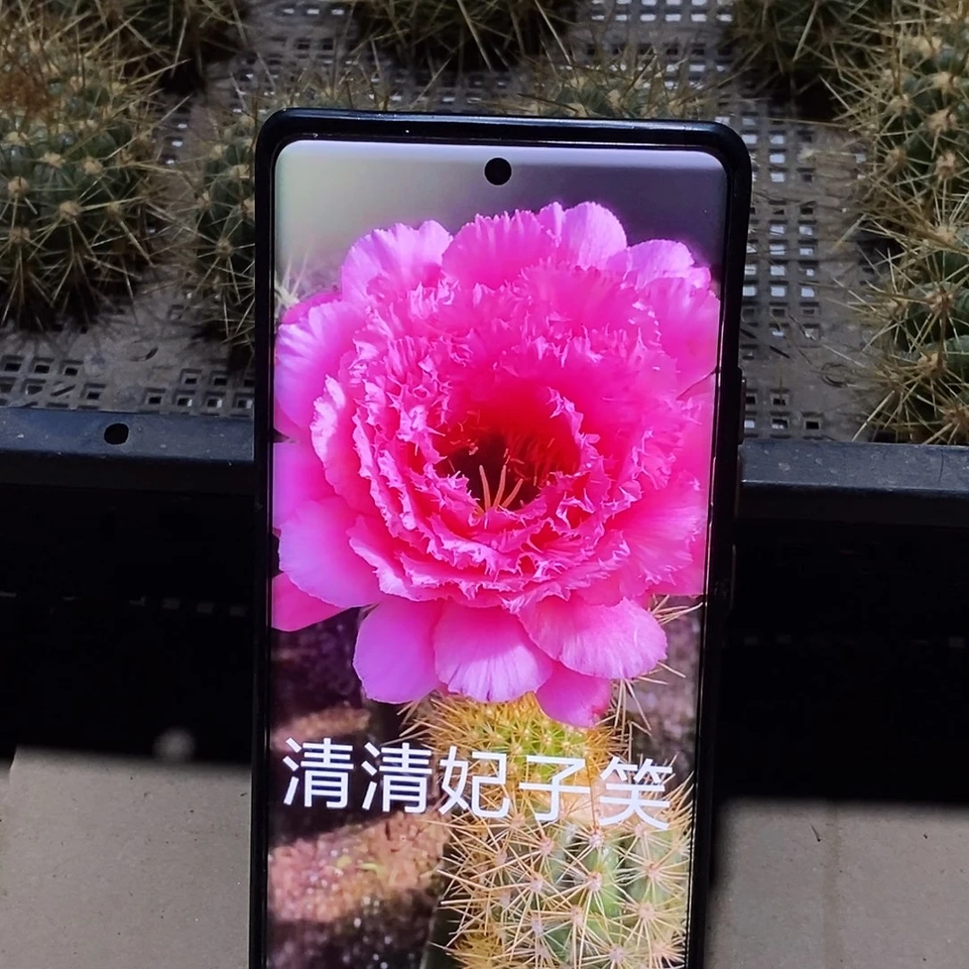 毛 妃子笑 /侧芽歪20包邮/5公分
