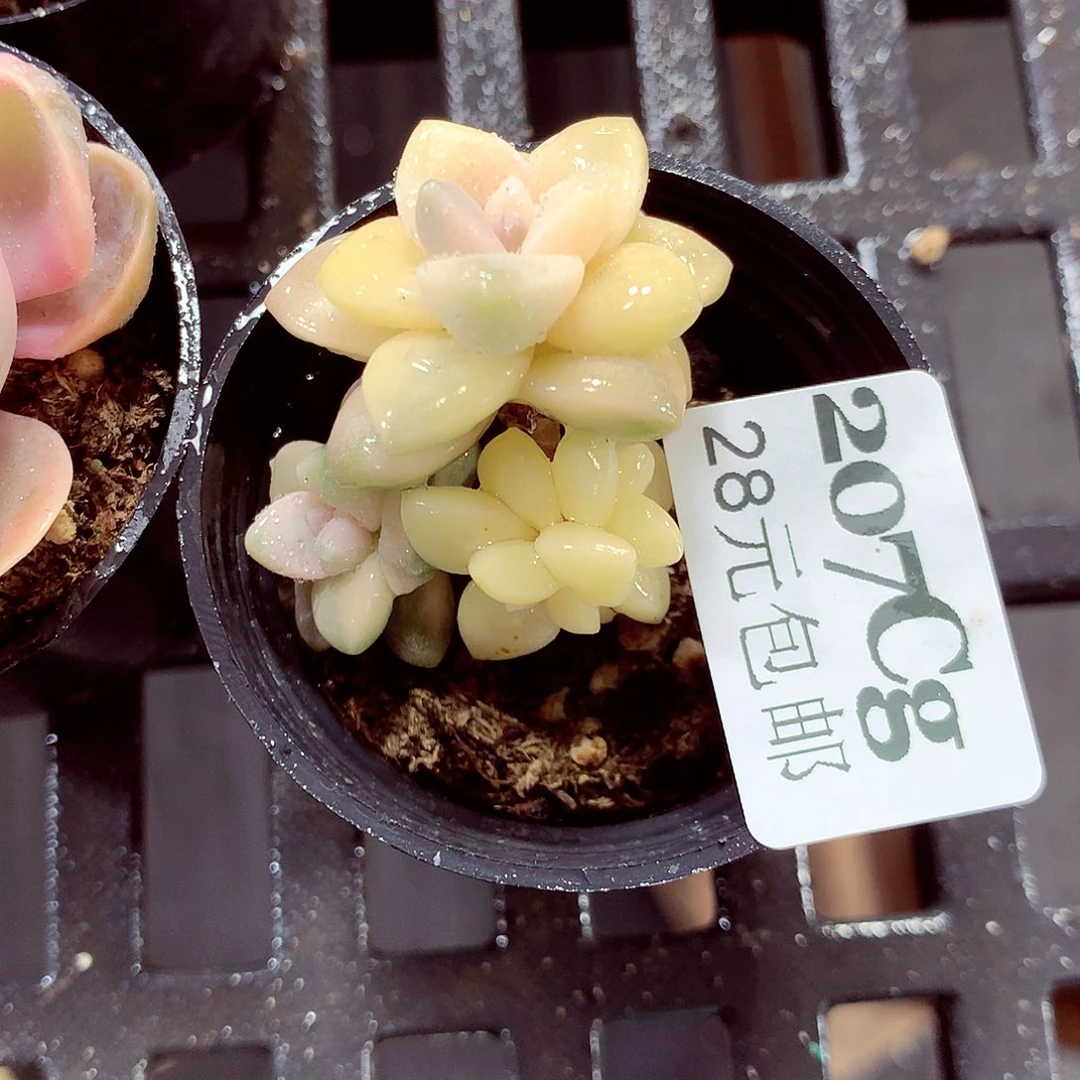 5厘米盆精控多肉207