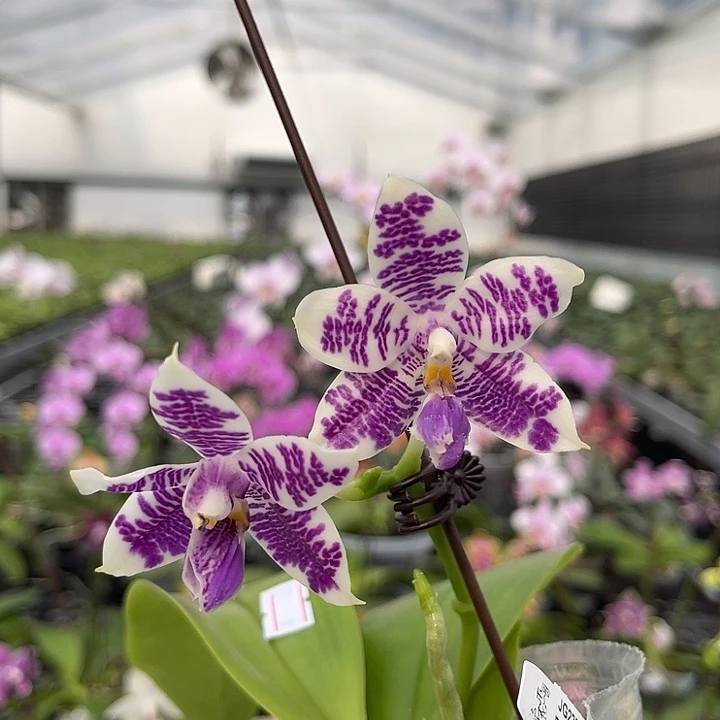 完全开放jg2327  1118