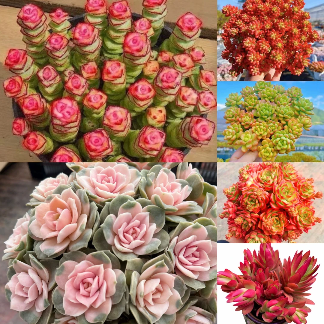 MS满满一大箱，全部挑好的发,6个带盆土，云南基地发。