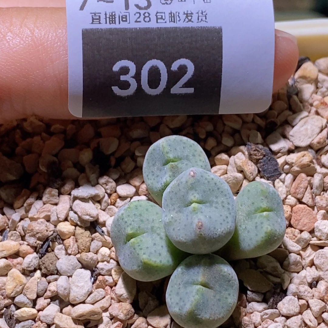 蛋****7-302好看好看好看绿豆糕