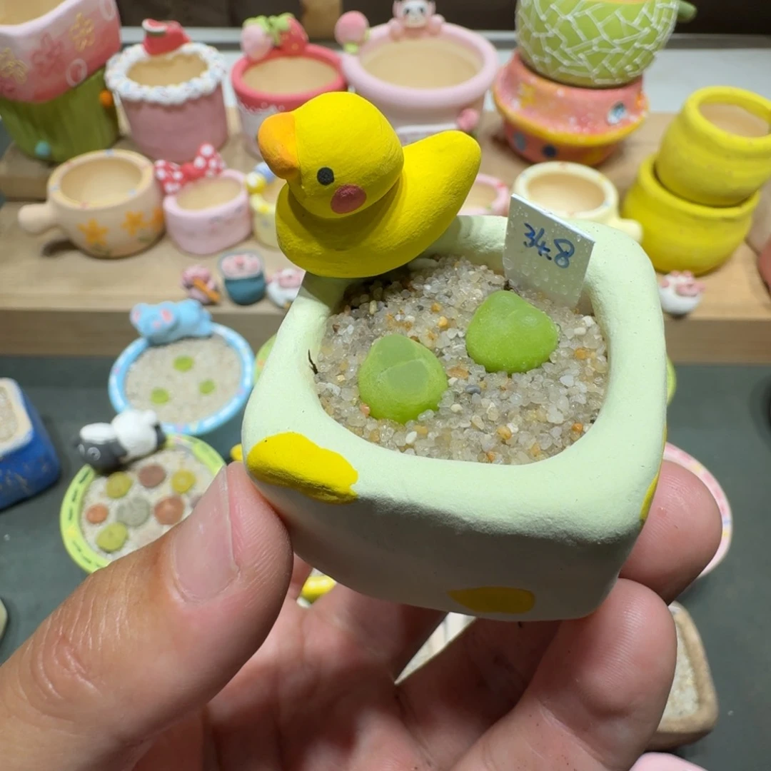 蘑菇252拉登拉登