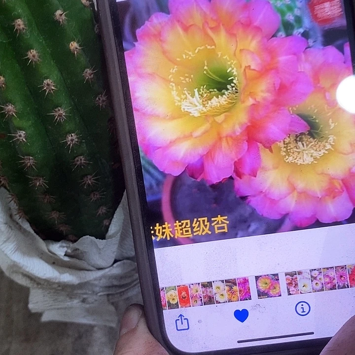 妹妹仙人球，257899