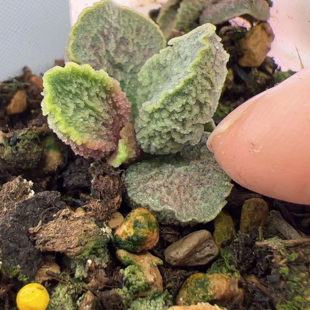 ?****?B484。31余27。