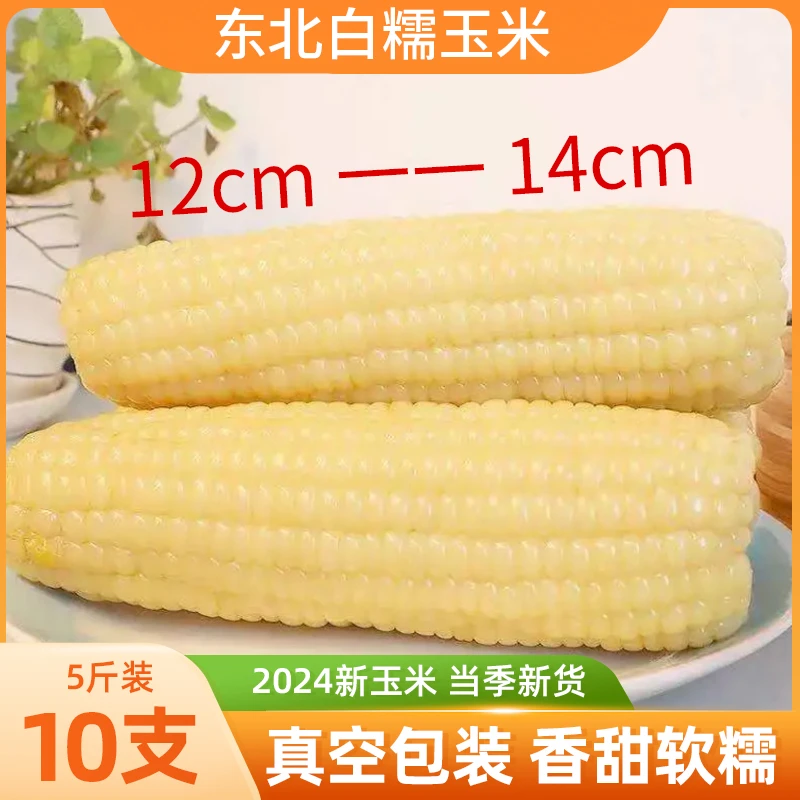 【试吃两根】东北白糯玉米220g-250g整箱5斤10支单支长12-14厘米
