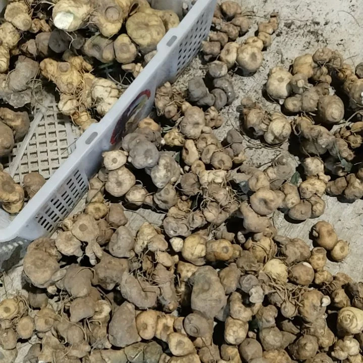 鸿***风青榄贵州老姜11公斤