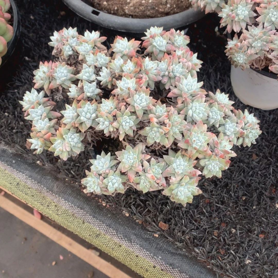 多肉植物白菊多肉