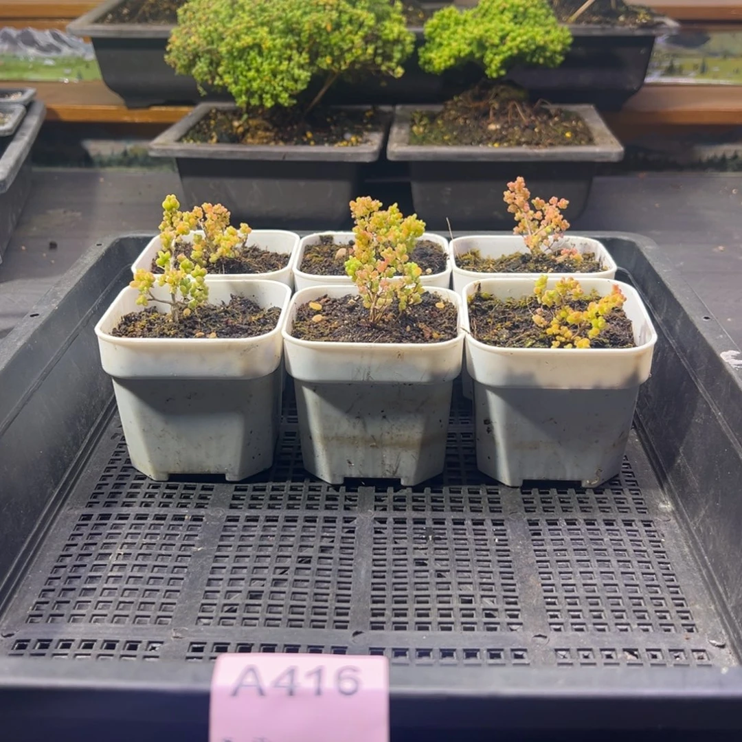 枝干番杏多肉植物416