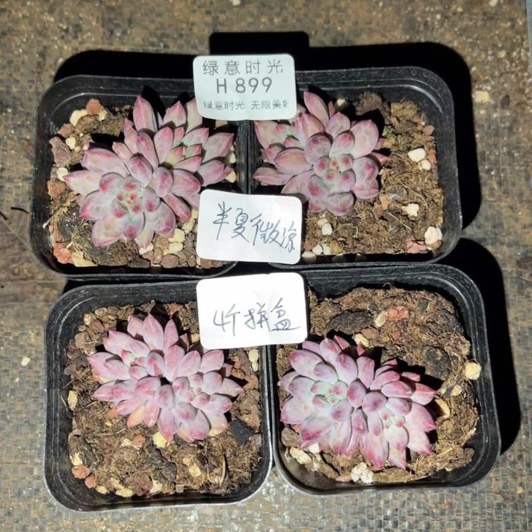 半**凉899 带陶瓷盆发货 满28包邮