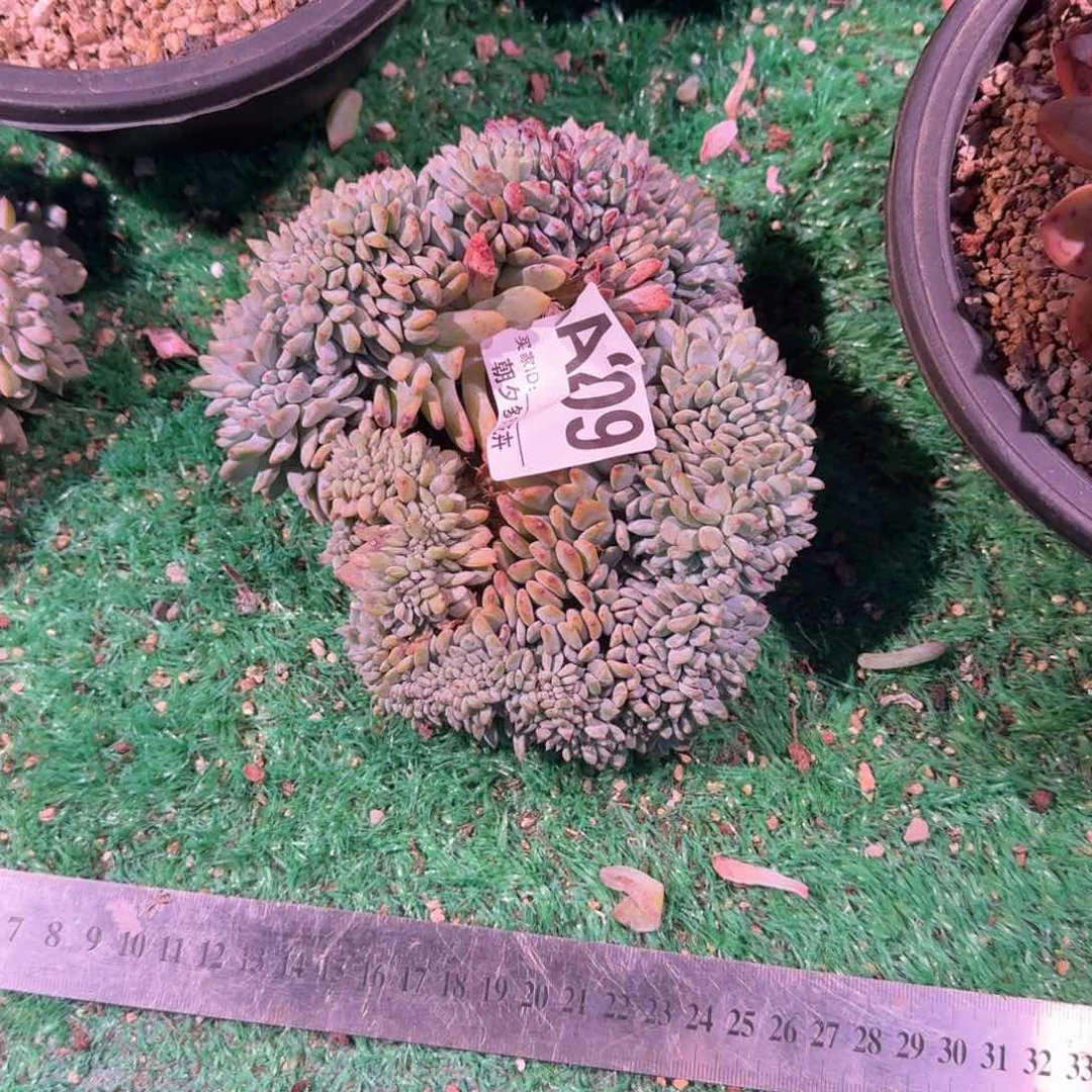 瀛*星影缀化呀呀呀呀呀