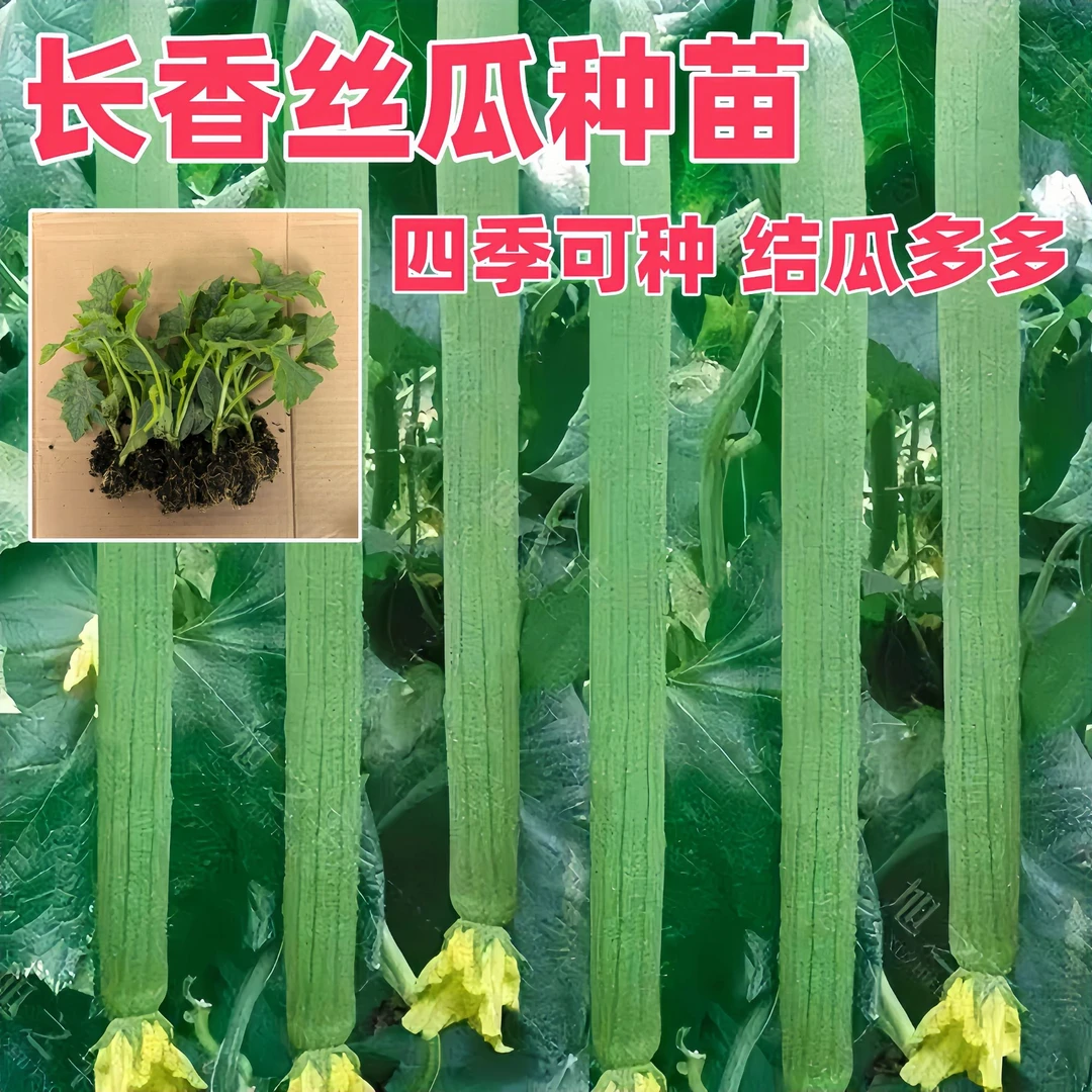 长香丝瓜种苗香嫩早熟丝瓜种苗四季南方北方丝瓜籽易成活秧苗好种