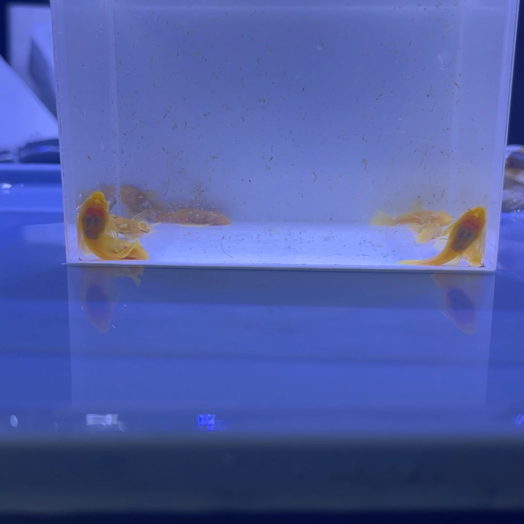 孔雀鱼胡子十条开箱视频报损