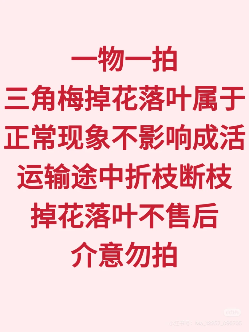 一物一拍三角梅盆栽带花苞庭院阳台绿植好养活