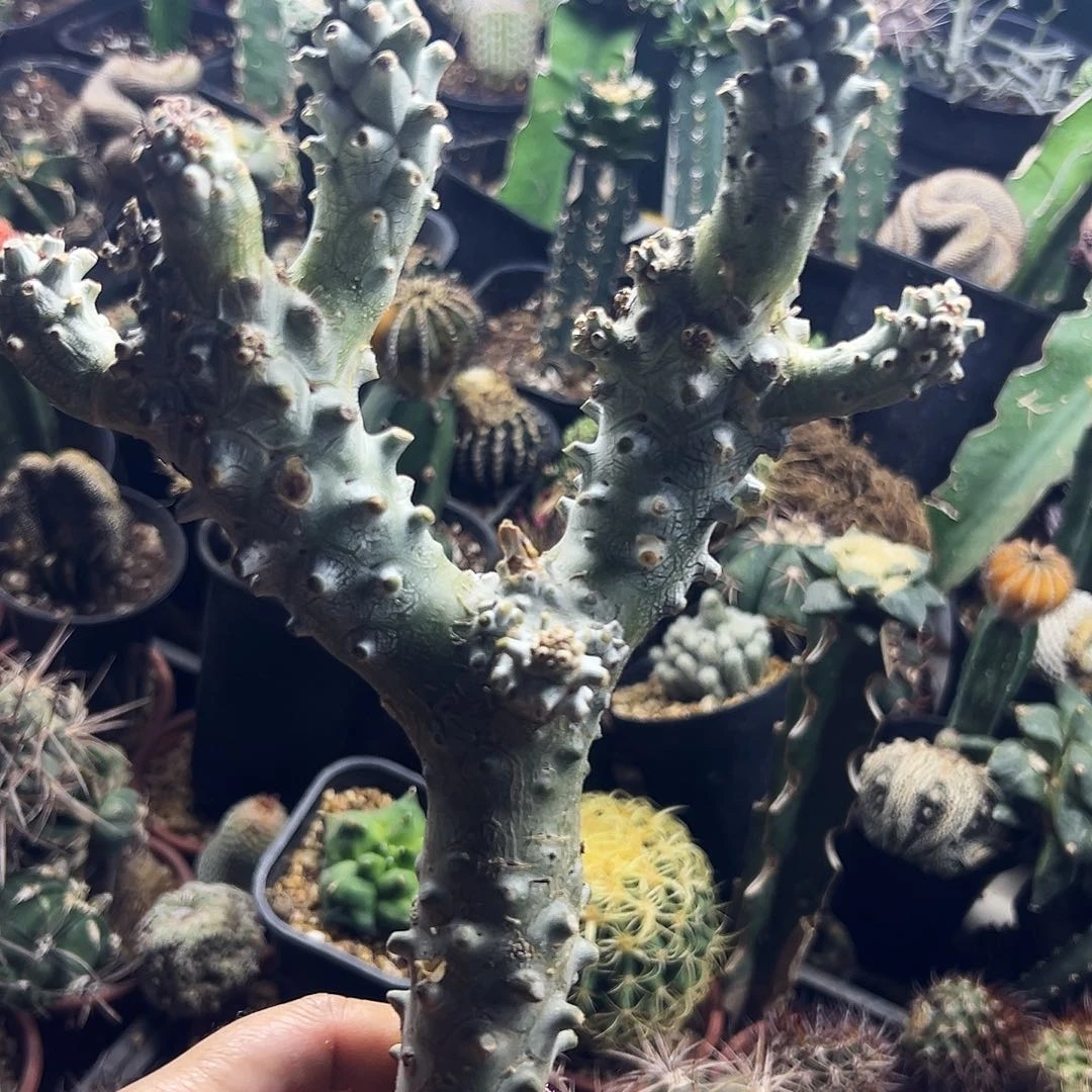 钟馗仙人球111111111