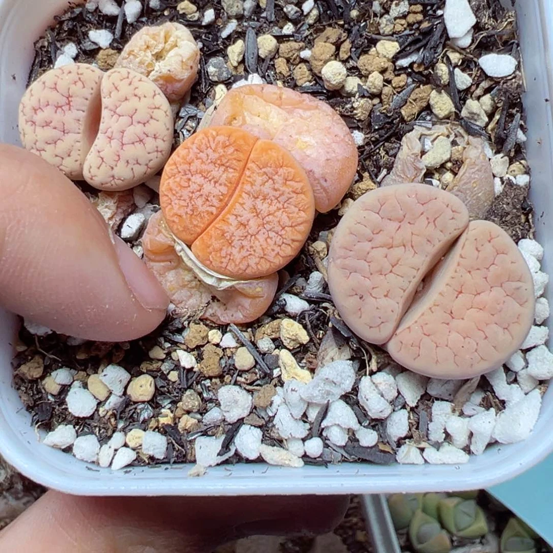 【闪购商品】1226…..