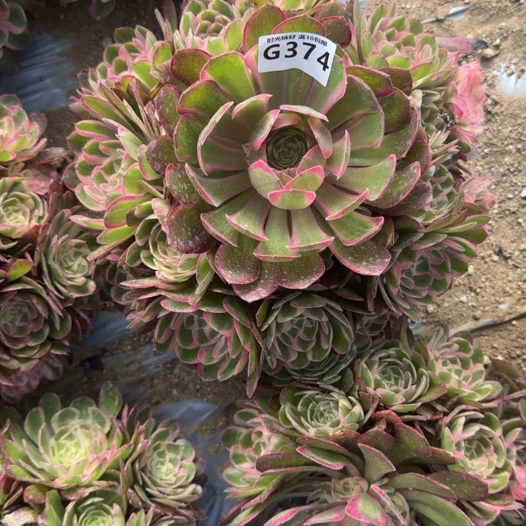 374瑶光多肉植物