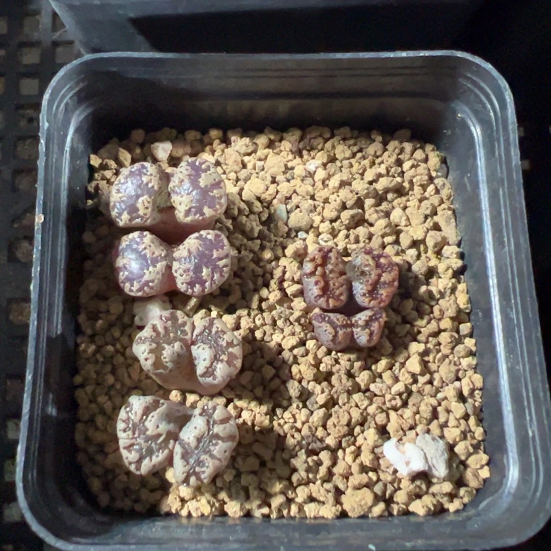 8-11肉锥多肉植物，