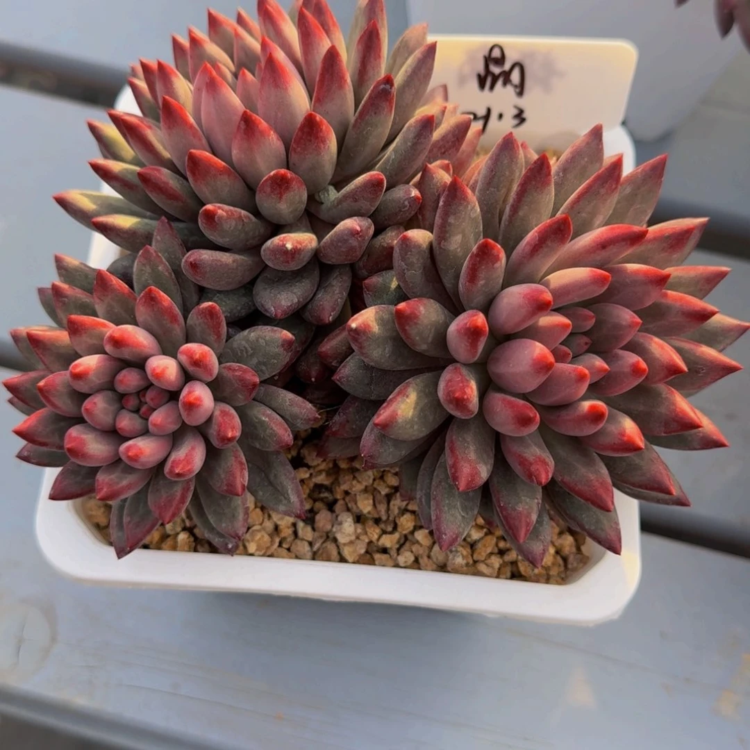 流沙虞美人发货11111